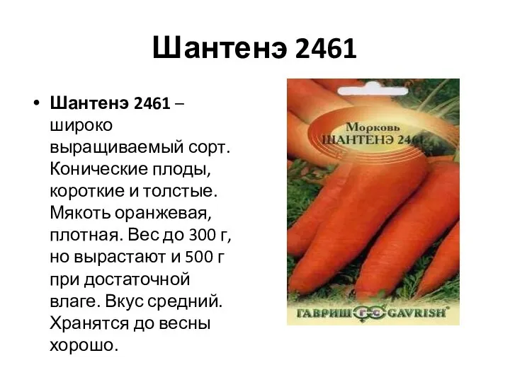 Шантенэ 2461 Шантенэ 2461 – широко выращиваемый сорт. Конические плоды, короткие и