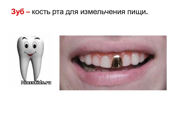 Зуб – кость рта для измельчения пищи.