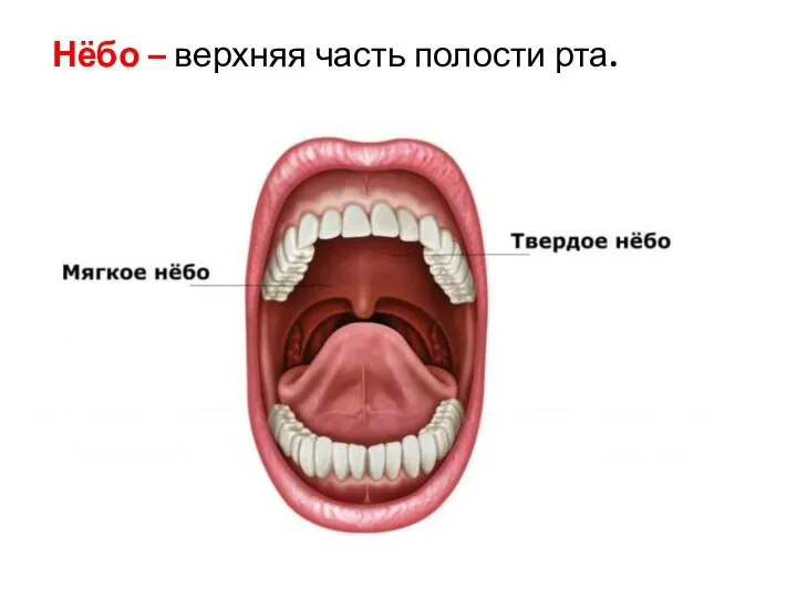 Нёбо – верхняя часть полости рта.