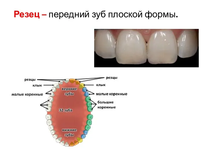 Резец – передний зуб плоской формы.