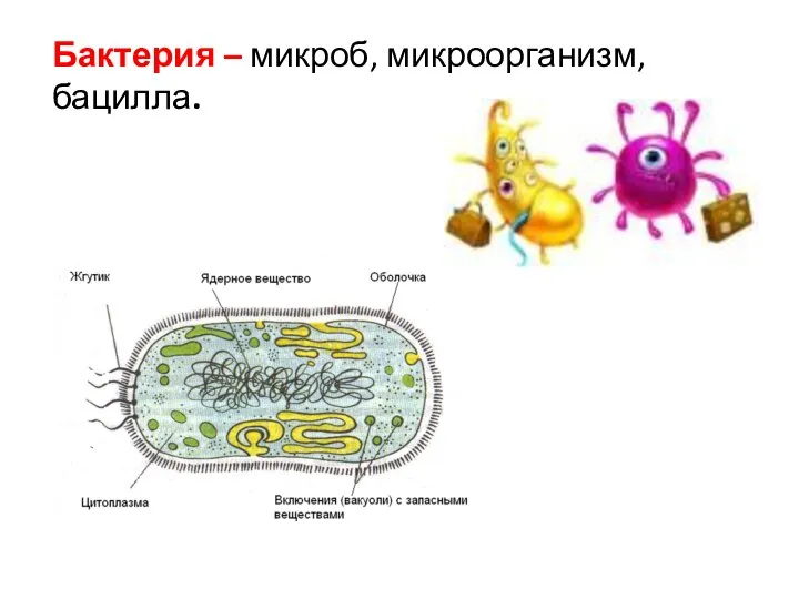 Бактерия – микроб, микроорганизм, бацилла.