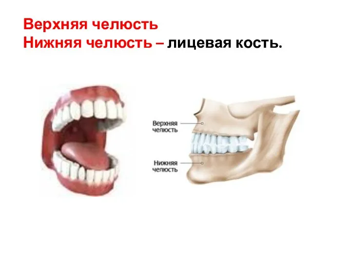 Верхняя челюсть Нижняя челюсть – лицевая кость.