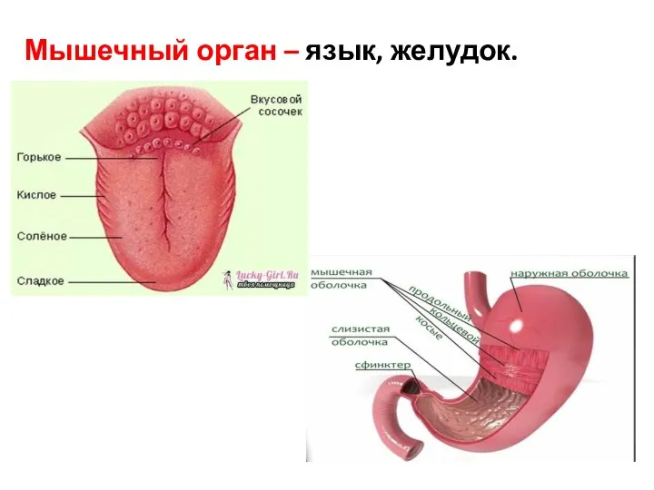 Мышечный орган – язык, желудок.