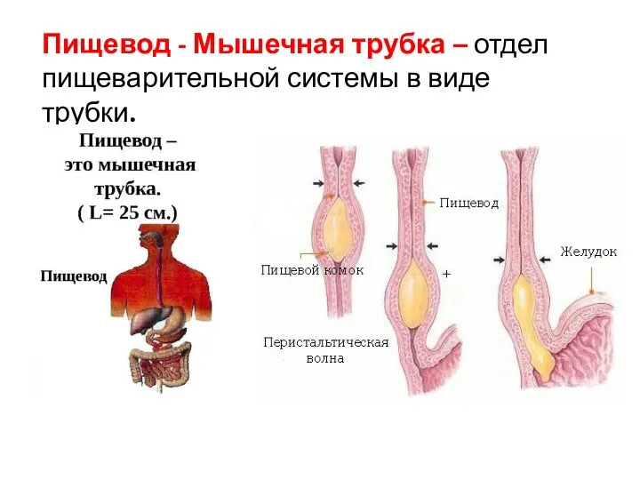 Пищевод - Мышечная трубка – отдел пищеварительной системы в виде трубки.