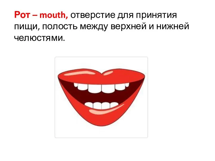 Рот – mouth, отверстие для принятия пищи, полость между верхней и нижней челюстями.