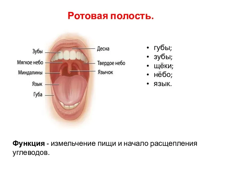 Ротовая полость. Функция - измельчение пищи и начало расщепления углеводов. губы; зубы; щёки; нёбо; язык.
