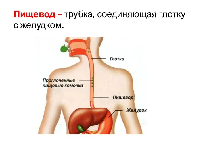 Пищевод – трубка, соединяющая глотку с желудком.
