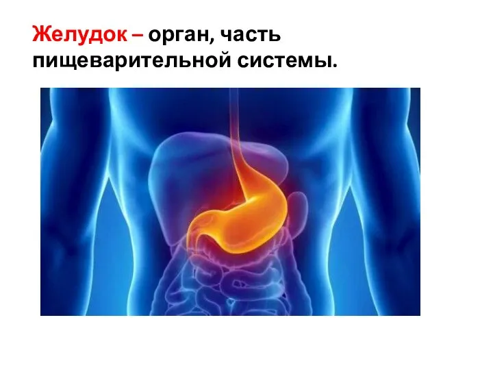 Желудок – орган, часть пищеварительной системы.