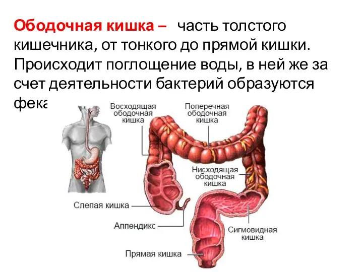 Ободочная кишка – часть толстого кишечника, от тонкого до прямой кишки. Происходит