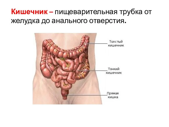 Кишечник – пищеварительная трубка от желудка до анального отверстия.