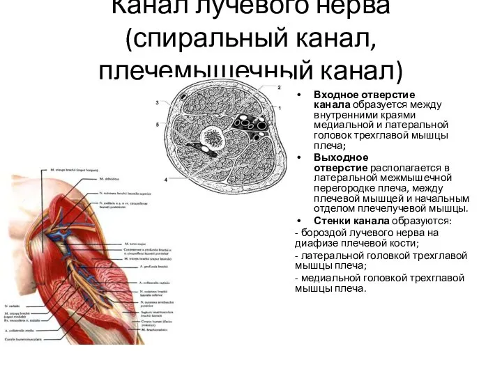 Канал лучевого нерва (спиральный канал, плечемышечный канал) Входное отверстие канала образуется между
