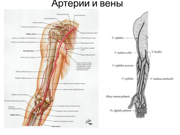 Артерии и вены