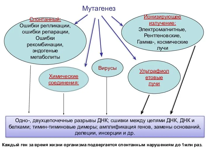 Мутагенез Спонтанный: Ошибки репликации, ошибки репарации, Ошибки рекомбинации, эндогеные метаболиты Ионизирующее излучение: