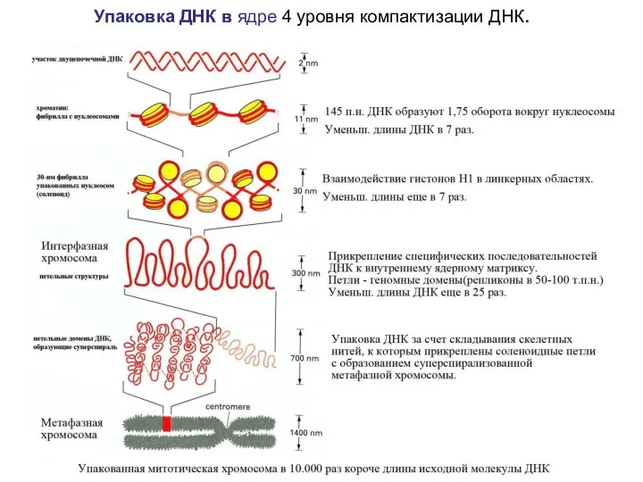 Упаковка ДНК в ядре 4 уровня компактизации ДНК.