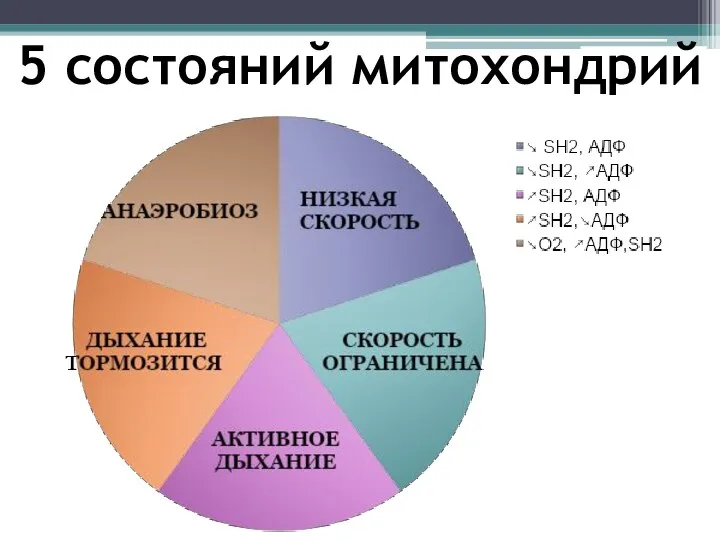 5 состояний митохондрий