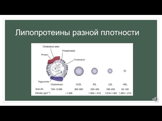 Липопротеины разной плотности