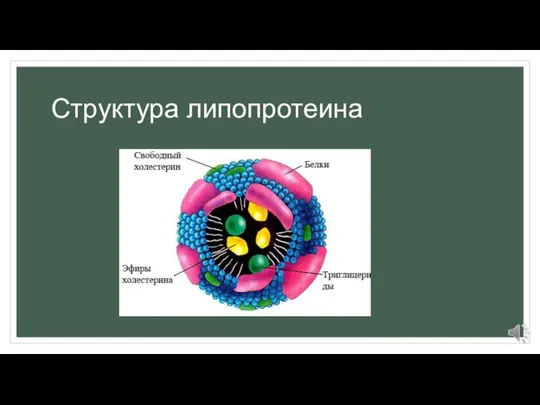 Структура липопротеина