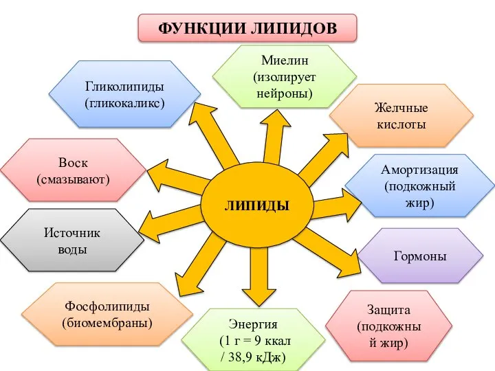 ФУНКЦИИ ЛИПИДОВ Энергия (1 г = 9 ккал / 38,9 кДж) Фосфолипиды