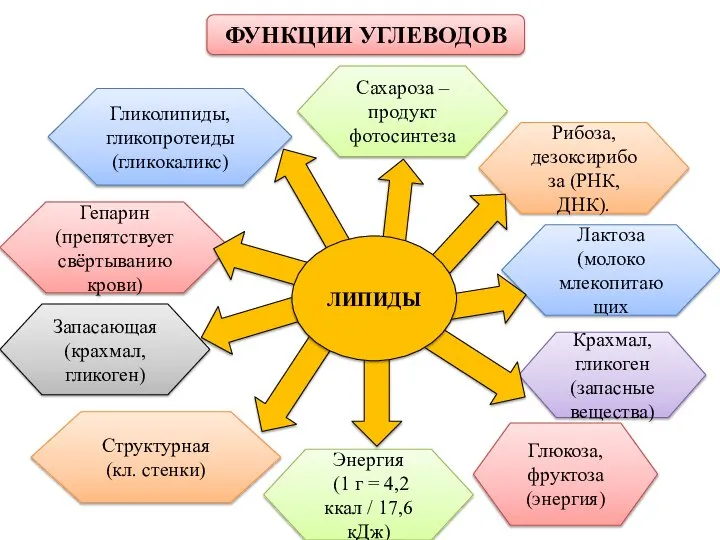 ФУНКЦИИ УГЛЕВОДОВ Энергия (1 г = 4,2 ккал / 17,6 кДж) Структурная