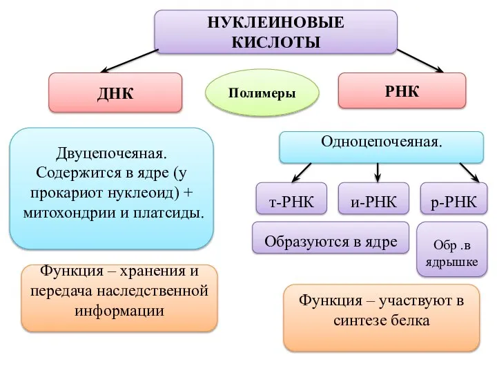 НУКЛЕИНОВЫЕ КИСЛОТЫ ДНК РНК Полимеры Функция – хранения и передача наследственной информации