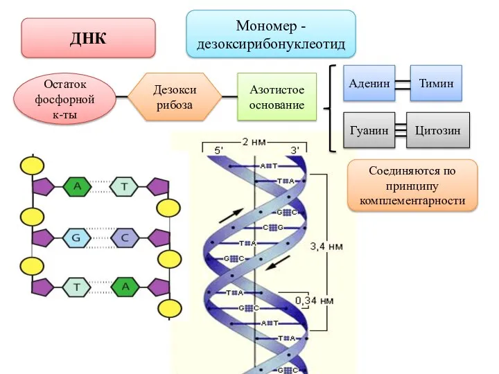 ДНК Мономер - дезоксирибонуклеотид Остаток фосфорной к-ты Дезоксирибоза Азотистое основание Аденин Тимин