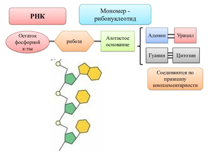 РНК Мономер - рибонуклеотид Остаток фосфорной к-ты рибоза Азотистое основание Аденин Урацил