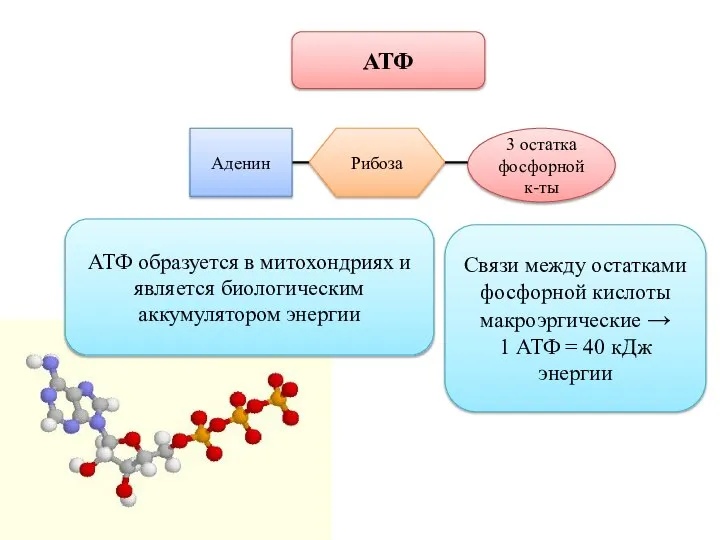 АТФ 3 остатка фосфорной к-ты Рибоза Аденин АТФ образуется в митохондриях и