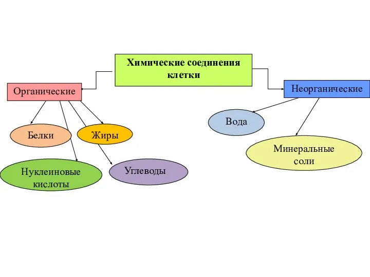 Химические соединения клетки Органические Неорганические Вода Минеральные соли Белки Углеводы Нуклеиновые кислоты Жиры