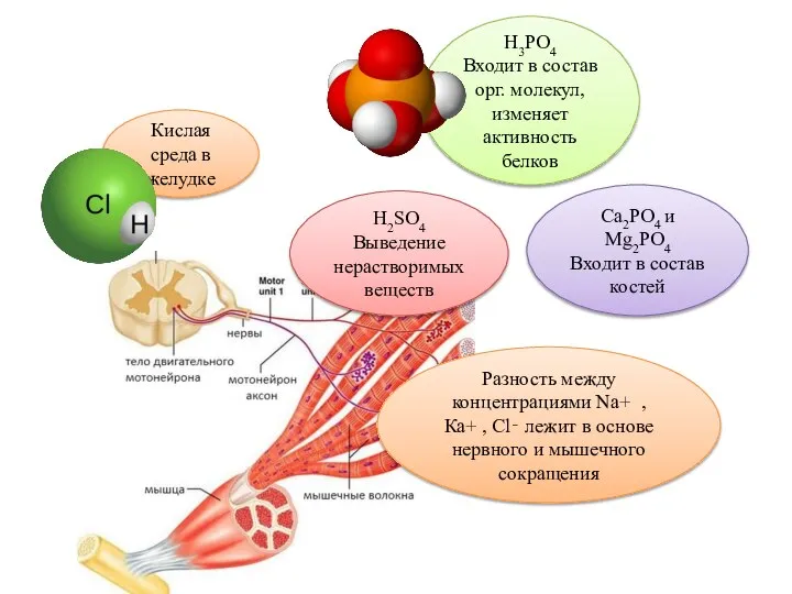 Кислая среда в желудке H3PO4 Входит в состав орг. молекул, изменяет активность