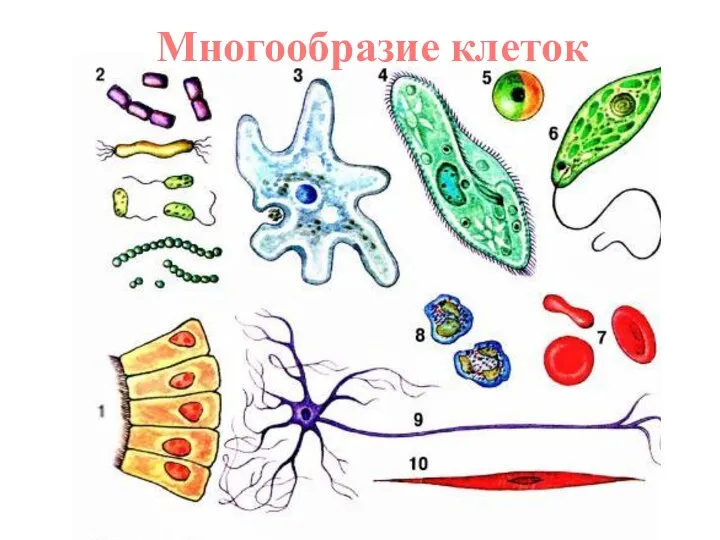 Многообразие клеток