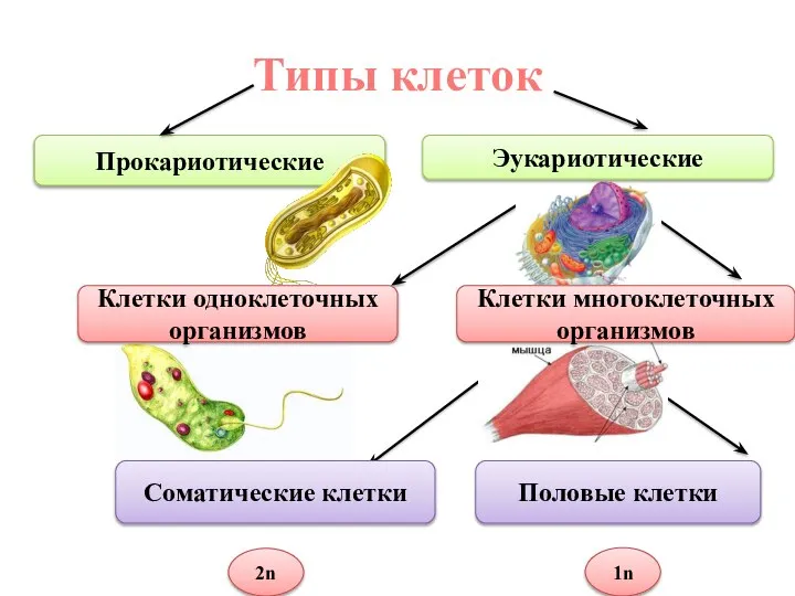 Типы клеток Прокариотические Эукариотические Клетки одноклеточных организмов Соматические клетки Клетки многоклеточных организмов Половые клетки 2n 1n