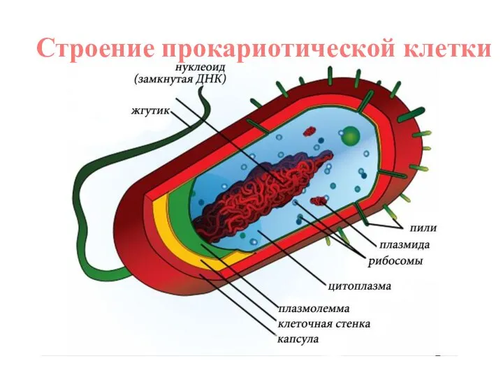 Строение прокариотической клетки