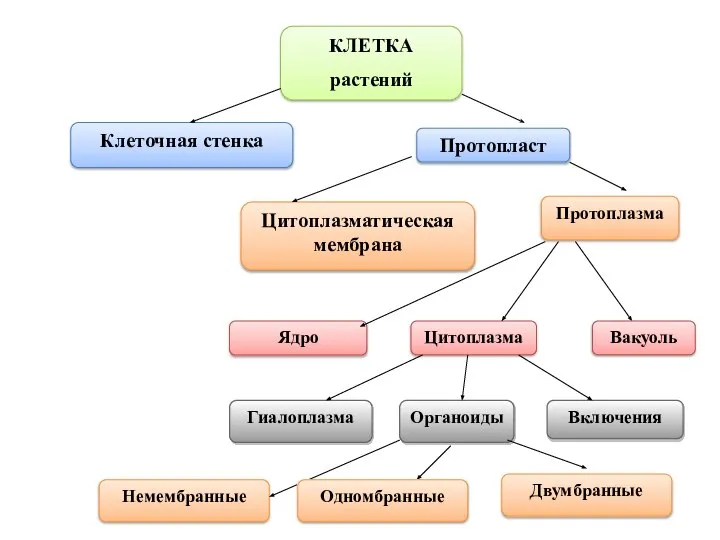 КЛЕТКА растений Клеточная стенка Протопласт Цитоплазма Ядро Гиалоплазма Органоиды Включения Цитоплазматическая мембрана