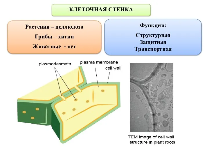 КЛЕТОЧНАЯ СТЕНКА Растения – целлюлоза Грибы – хитин Животные - нет Функции: Структурная Защитная Транспортная