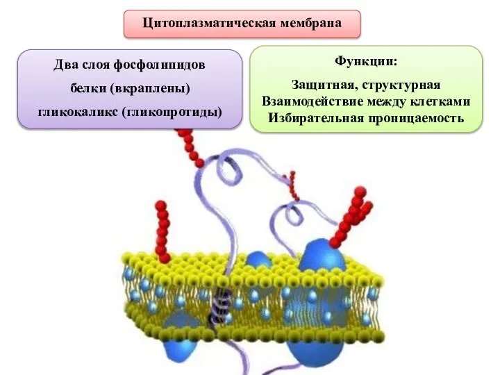 Цитоплазматическая мембрана Два слоя фосфолипидов белки (вкраплены) гликокаликс (гликопротиды) Функции: Защитная, структурная