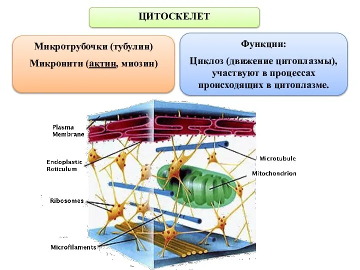 ЦИТОСКЕЛЕТ Микротрубочки (тубулин) Микронити (актин, миозин) Функции: Циклоз (движение цитоплазмы), участвуют в процессах происходящих в цитоплазме.