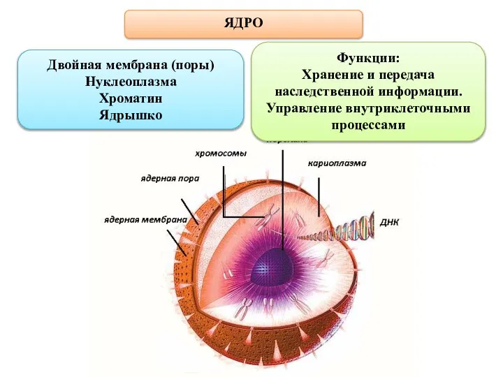 ЯДРО Двойная мембрана (поры) Нуклеоплазма Хроматин Ядрышко Функции: Хранение и передача наследственной информации. Управление внутриклеточными процессами