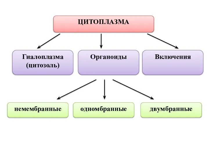 ЦИТОПЛАЗМА Гиалоплазма (цитозоль) Органоиды Включения немембранные одномбранные двумбранные