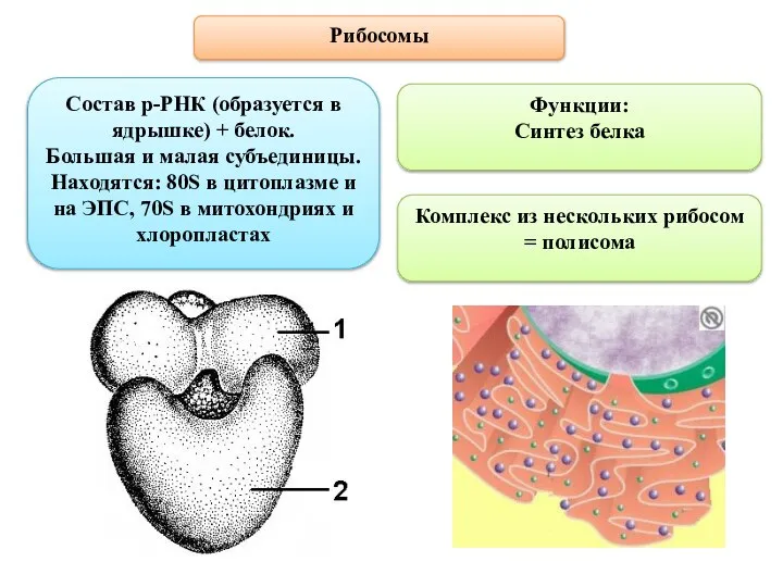 Рибосомы Состав р-РНК (образуется в ядрышке) + белок. Большая и малая субъединицы.