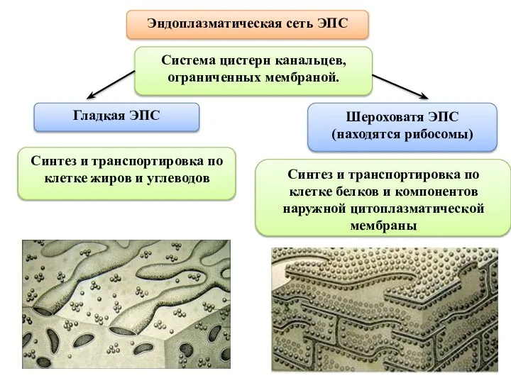 Эндоплазматическая сеть ЭПС Система цистерн канальцев, ограниченных мембраной. Гладкая ЭПС Шероховатя ЭПС