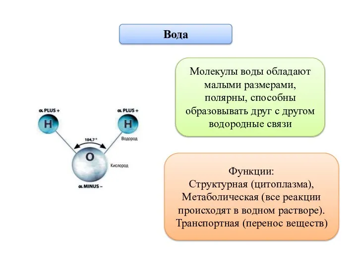 Вода Молекулы воды обладают малыми размерами, полярны, способны образовывать друг с другом