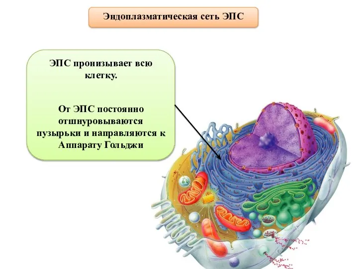 Эндоплазматическая сеть ЭПС ЭПС пронизывает всю клетку. От ЭПС постоянно отшнуровываются пузырьки