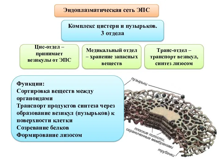 Эндоплазматическая сеть ЭПС Комплекс цистерн и пузырьков. 3 отдела Цис-отдел – принимает