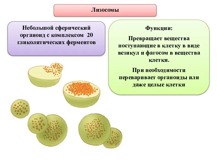 Лизосомы Небольшой сферический органоид с комплексом 20 гликолитических ферментов Функции: Превращает вещества