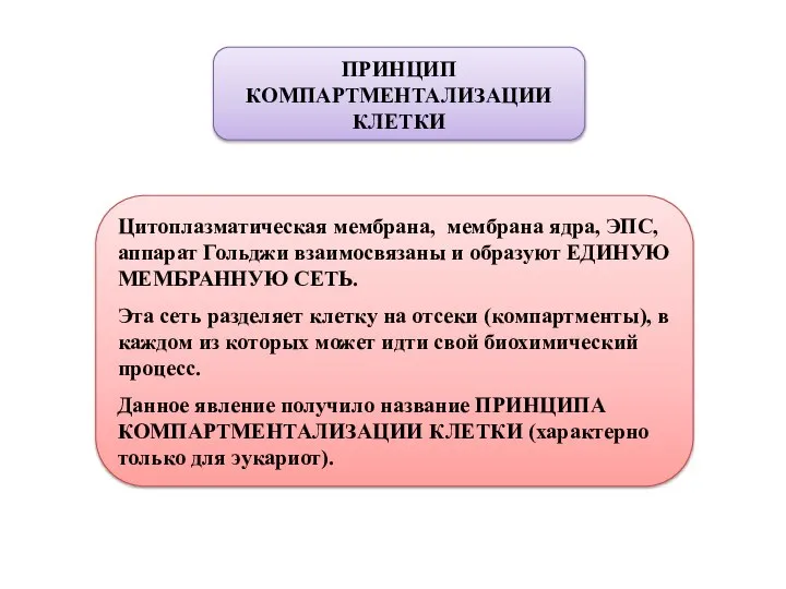 ПРИНЦИП КОМПАРТМЕНТАЛИЗАЦИИ КЛЕТКИ Цитоплазматическая мембрана, мембрана ядра, ЭПС, аппарат Гольджи взаимосвязаны и