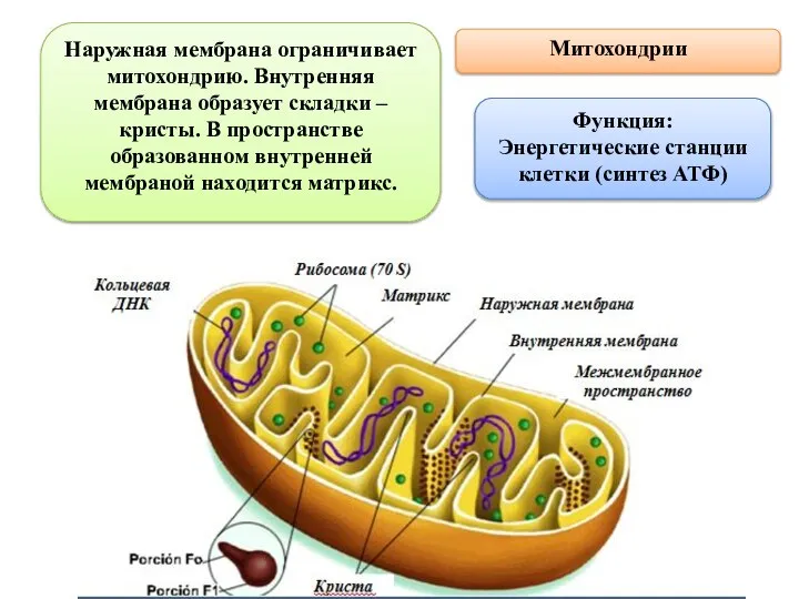 Наружная мембрана ограничивает митохондрию. Внутренняя мембрана образует складки – кристы. В пространстве