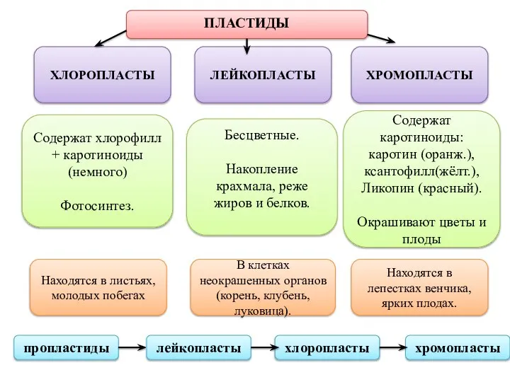 ПЛАСТИДЫ ХЛОРОПЛАСТЫ ЛЕЙКОПЛАСТЫ ХРОМОПЛАСТЫ Содержат хлорофилл + каротиноиды (немного) Фотосинтез. Находятся в