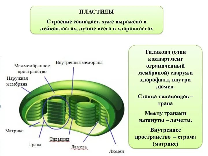 Тилакоид (один компартмент ограниченный мембраной) снаружи хлорофилл, внутри люмен. Стопка тилакоидов –