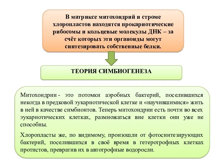 ТЕОРИЯ СИМБИОГЕНЕЗА В матриксе митохондрий и строме хлоропластов находятся прокариотические рибосомы и
