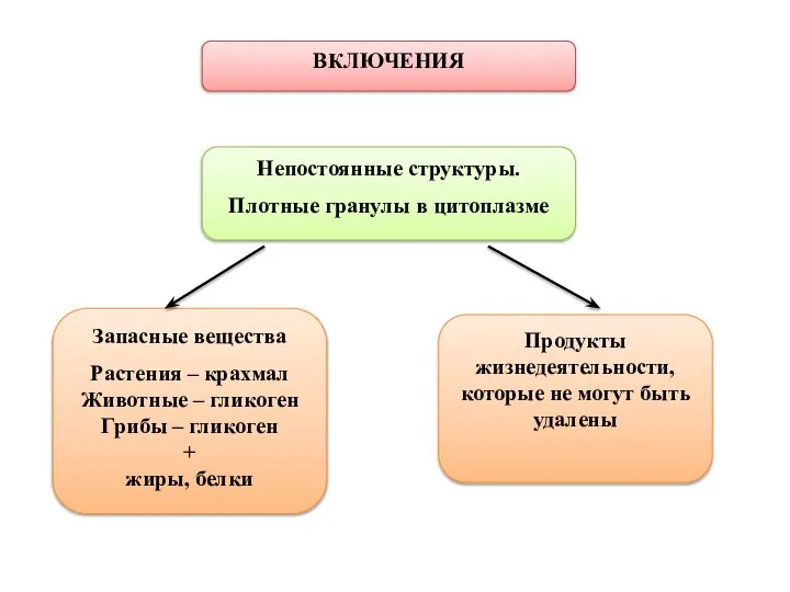 ВКЛЮЧЕНИЯ Непостоянные структуры. Плотные гранулы в цитоплазме Запасные вещества Растения – крахмал